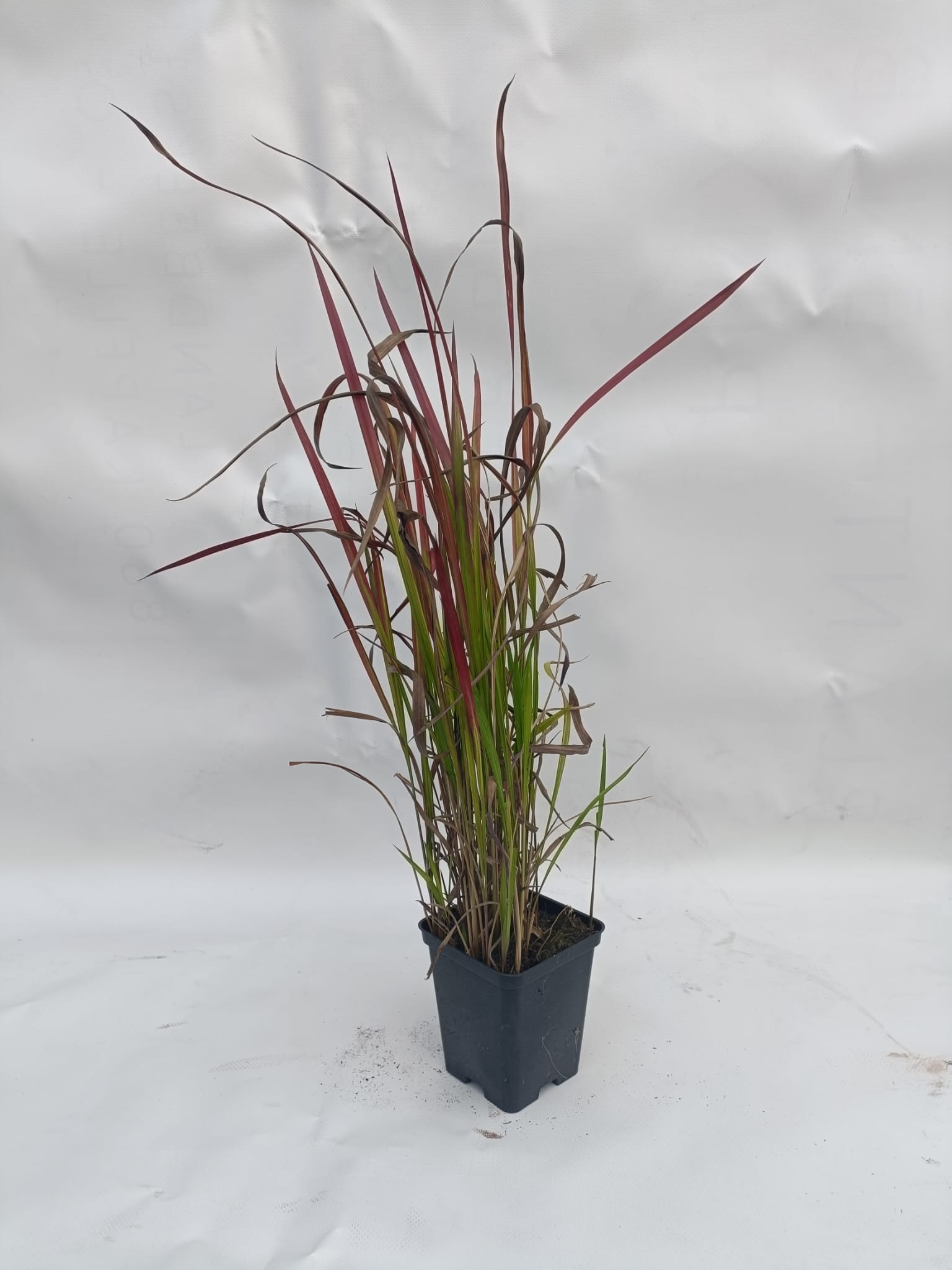 Imperata cylindrica Red Baron